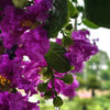 35 PURPLE CREPE MYRTLE Lagerstroemia Indica Flowering Shrub Bush Small Tree Seeds