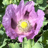 1000 LAVENDER POPPY Purple Papaver Somniferum Flower Seeds