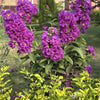 35 PURPLE CREPE MYRTLE Lagerstroemia Indica Flowering Shrub Bush Small Tree Seeds