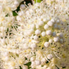 50 CLIMBING HYDRANGEA Anomala Petiolaris Vine Flower Seeds