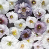 100 MOTHER Of PEARL POPPY Mix Papaver Rhoeas Shirley Flower Seeds Mixed Colors