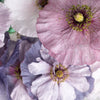 100 MOTHER Of PEARL POPPY Mix Papaver Rhoeas Shirley Flower Seeds Mixed Colors