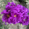35 PURPLE CREPE MYRTLE Lagerstroemia Indica Flowering Shrub Bush Small Tree Seeds