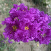 1000 Bulk CREPE MYRTLE Mixed Colors Lagerstroemia Indica Mix Tree Shrub Flower Seeds - Red, Purple, Light Pink, Dark Pink, White, & Lilac