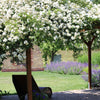 5 WHITE CLIMBING ROSE Rosa Bush Vine Climber Fragrant Butterfly Flower Seeds