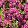 10 MIXED HYBRID CLEMATIS Hybrida Red Purple Pink Blue Bicolor Flower Vine Seeds