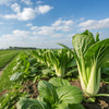 Canton Pak Choi Seeds – (Bok Choy / Chinese Cabbage) Brassica Rapa Chinensis Vegetable – photo 4
