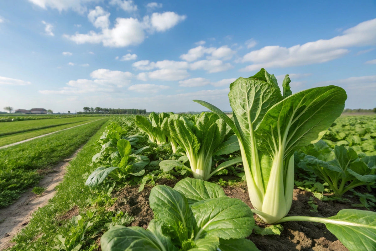 Canton Pak Choi Seeds – (Bok Choy / Chinese Cabbage) Brassica Rapa Chinensis Vegetable – photo 4