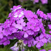 Tall Purple Phlox Seeds – Paniculata Garden Summer Native Hummingbird Flower – photo 3