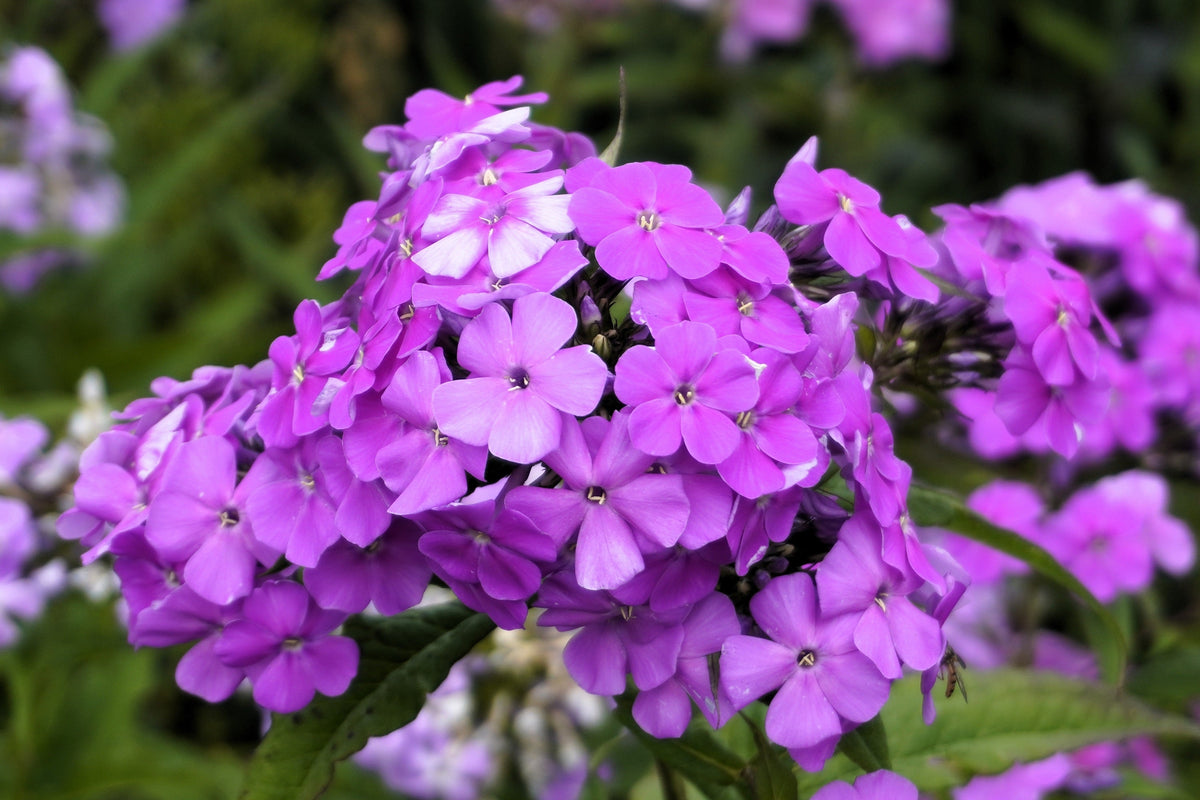 Tall Purple Phlox Seeds – Paniculata Garden Summer Native Hummingbird Flower – photo 3