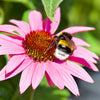 50 PINK BABY CONEFLOWER Echinacea Pallida Flower Seeds