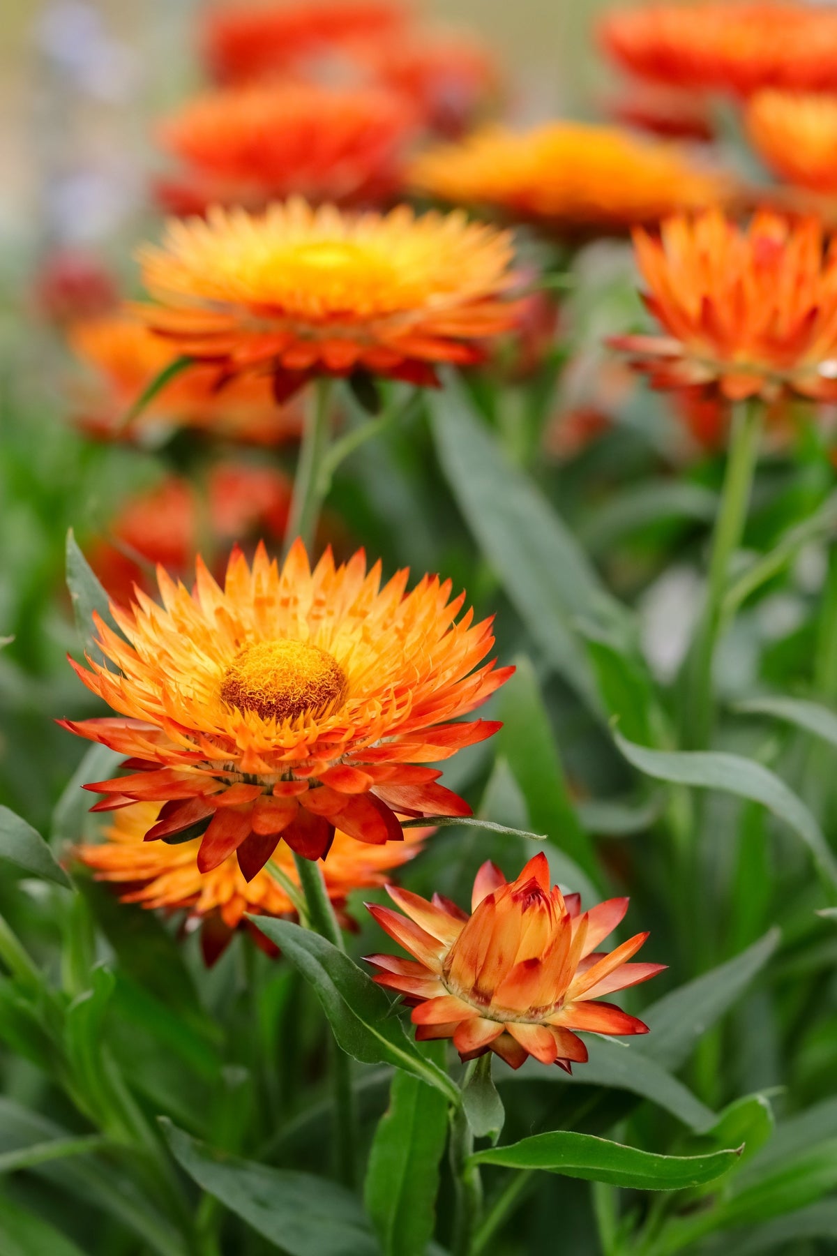 Orange Double Strawflower Seeds – Helichrysum Monstrosum Flower