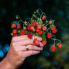 Vesca Baron Strawberry Seeds – Solemacher Berry Fragari Fruit – photo 7