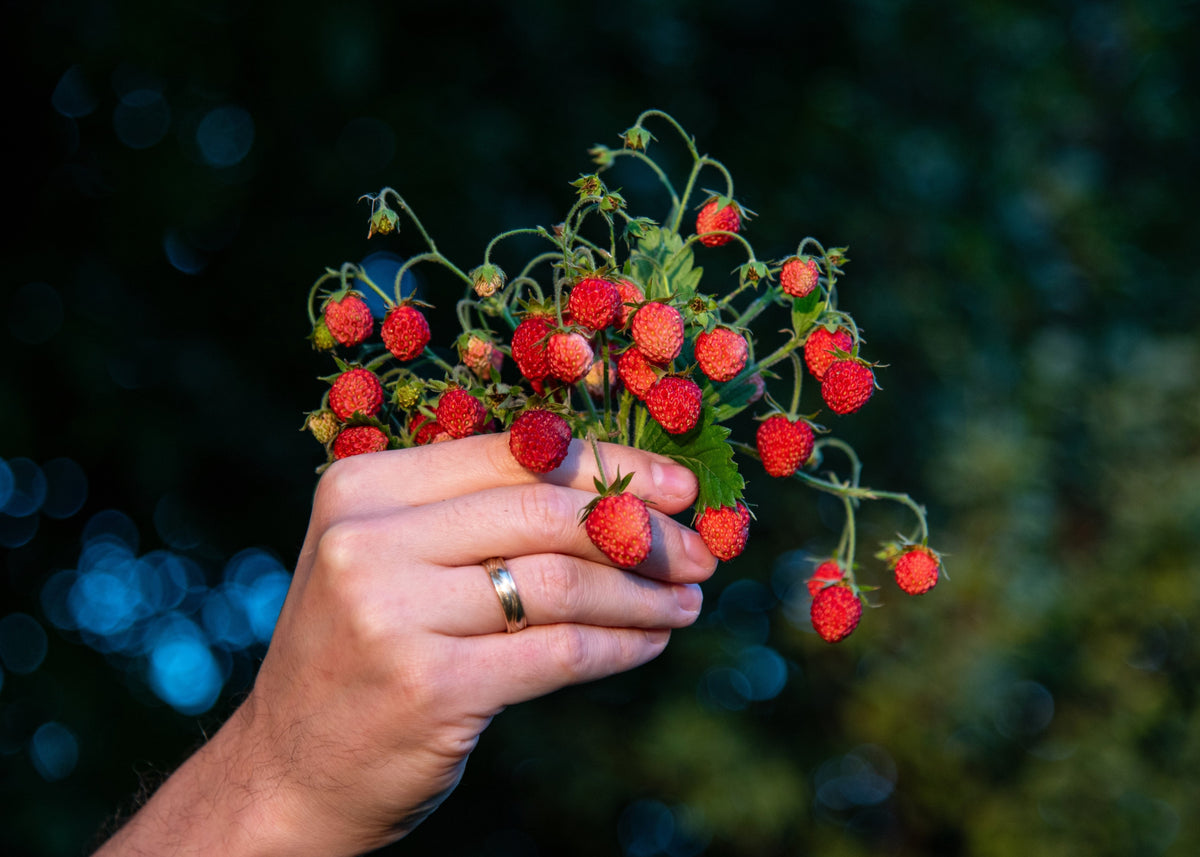 Vesca Baron Strawberry Seeds – Solemacher Berry Fragari Fruit – photo 7