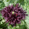 250 BLACK Swan PEONY POPPY Papaver Somniferum Dark Burgundy Double Flower Seeds