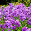 Tall Purple Phlox Seeds – Paniculata Garden Summer Native Hummingbird Flower – photo 2