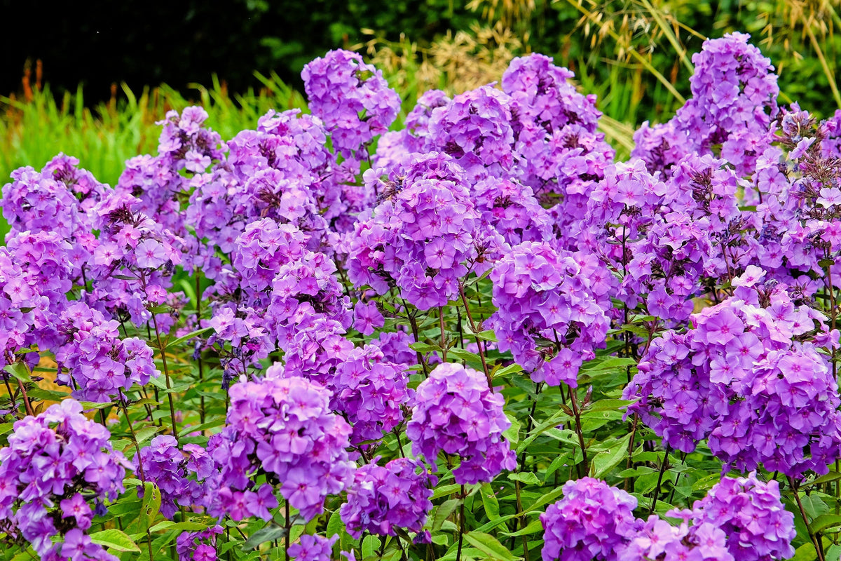 Tall Purple Phlox Seeds – Paniculata Garden Summer Native Hummingbird Flower – photo 2