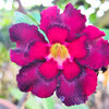 Mixed Desert Rose / Adenium Obesum African Houseplant Flower Seeds – photo 11