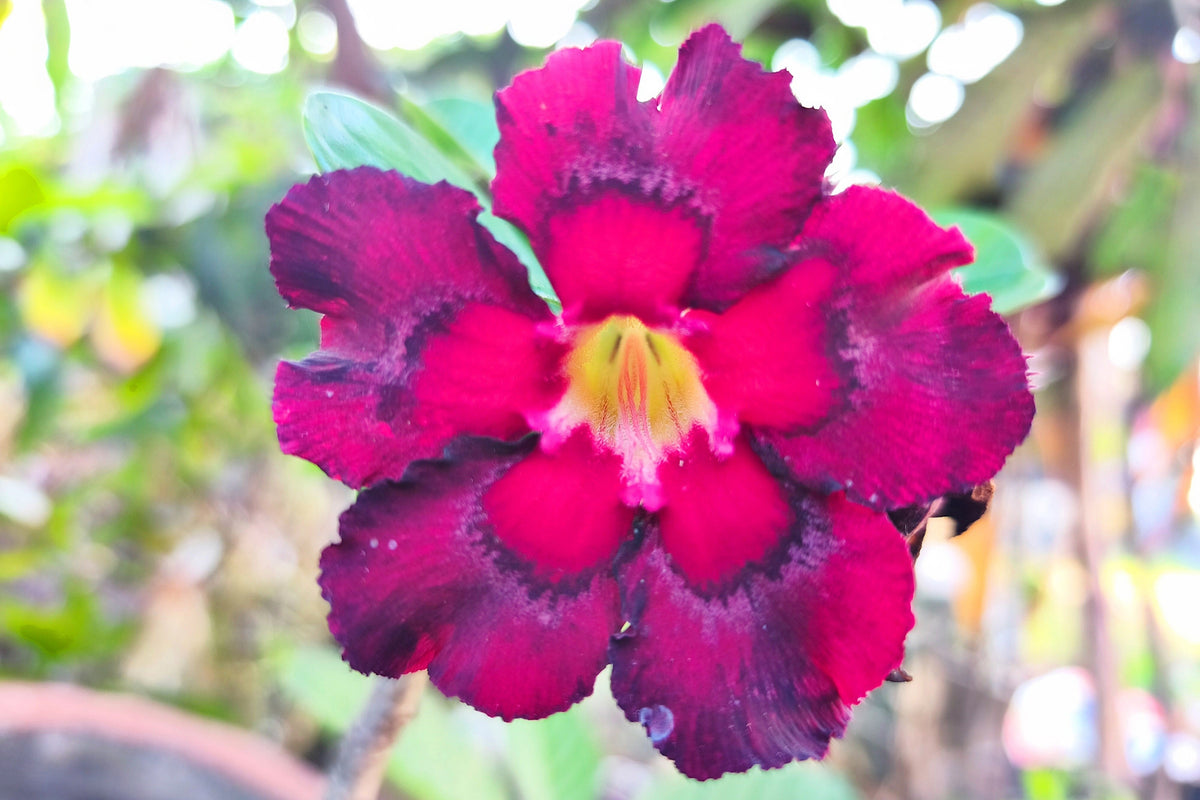 Mixed Desert Rose / Adenium Obesum African Houseplant Flower Seeds – photo 11
