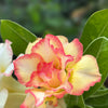 Mixed Desert Rose / Adenium Obesum African Houseplant Flower Seeds – photo 6