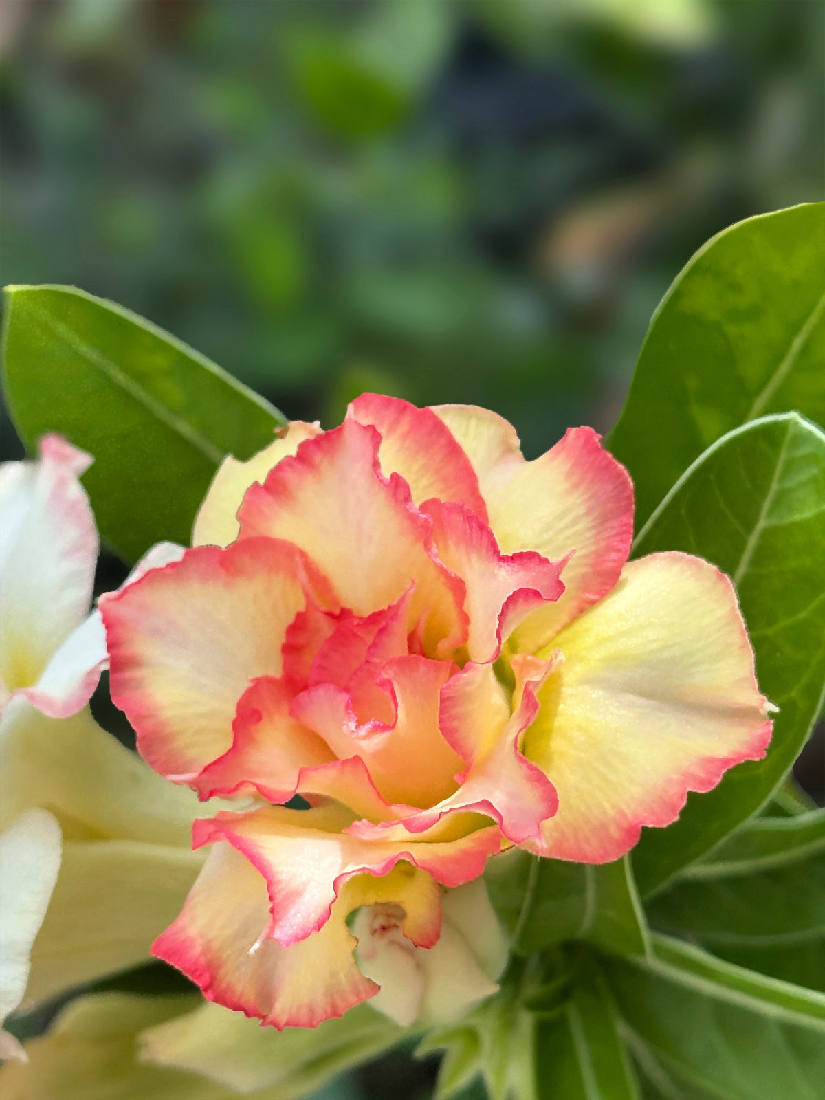 Mixed Desert Rose / Adenium Obesum African Houseplant Flower Seeds – photo 6