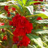 100 Mixed Colors DOUBLE CAMELLIA IMPATIENS (Balsam / Lady Slipper / Touch Me Not) Impatiens Balsamina Flower Seeds