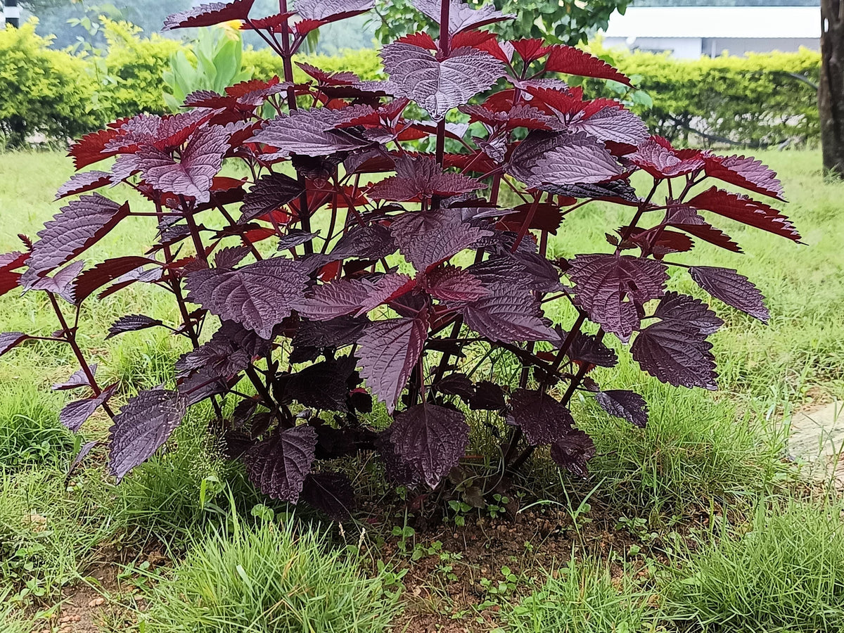 Purple Shiso
