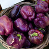 Purple Beauty Pepper Seeds – ( Sweet Mild Bell ) Capsicum Annuum Vegetable – photo 5