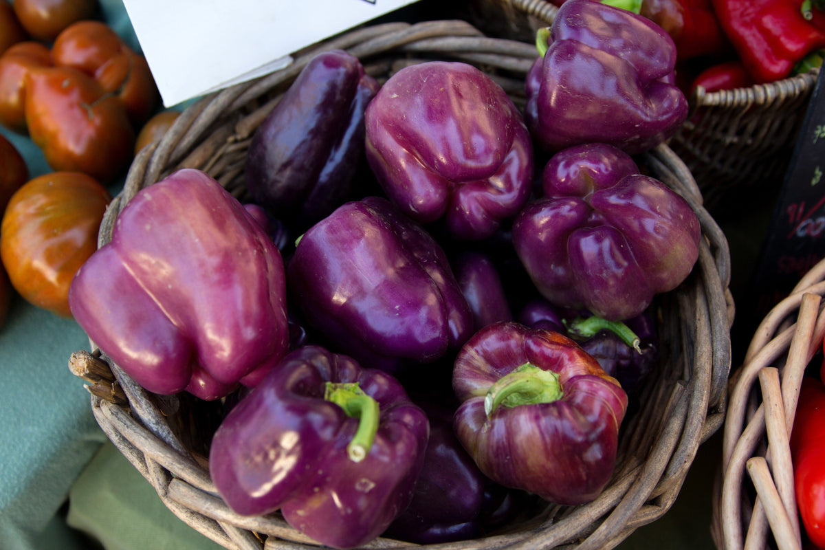 Purple Beauty Pepper Seeds – ( Sweet Mild Bell ) Capsicum Annuum Vegetable – photo 5