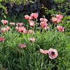 Princess Victoria Louise Oriental Poppy Seeds – Papaver Orientale Flower – photo 6