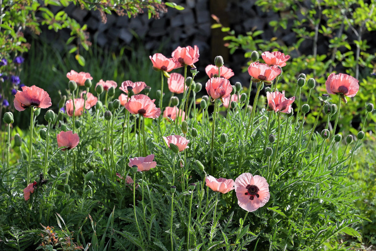 Princess Victoria Louise Oriental Poppy Seeds – Papaver Orientale Flower – photo 6