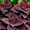 Mixed Colors Coleus Rainbow Mix Seeds – Shade Houseplant Solenostemon Flower – photo 13