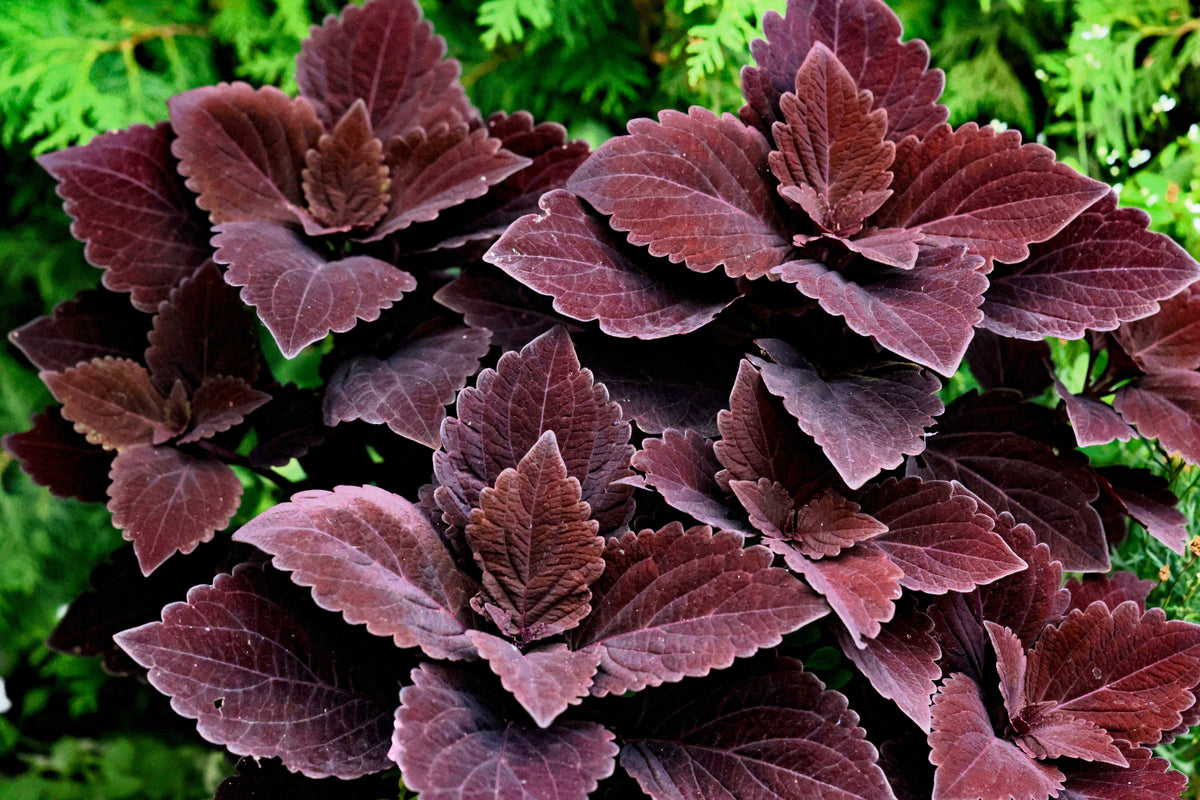 Mixed Colors Coleus Rainbow Mix Seeds – Shade Houseplant Solenostemon Flower – photo 13
