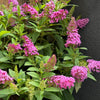 Mixed Colors Butterfly Bush Buddleja Davidii Flower Shrub Seeds – photo 15