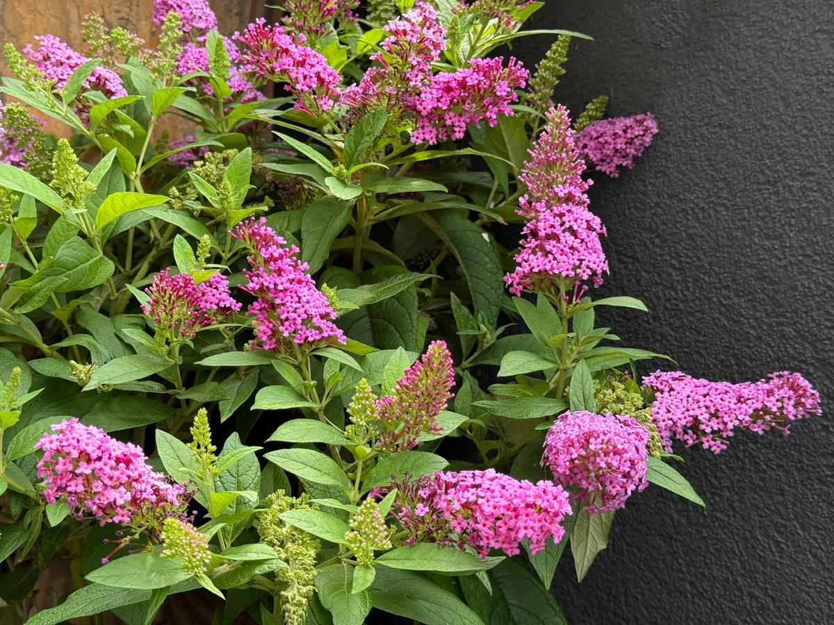 Mixed Colors Butterfly Bush Buddleja Davidii Flower Shrub Seeds – photo 15