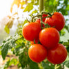 Ace 55 Tomato Lycopersicon Lycopersicum Fruit Vegetable Seeds – photo 3