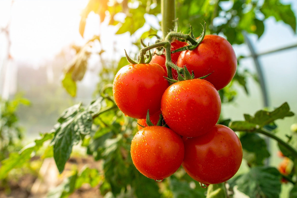 Ace 55 Tomato Lycopersicon Lycopersicum Fruit Vegetable Seeds – photo 3