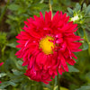 Powder Puff Aster Seeds – Mix Callistephus Chinensis Flower – photo 10