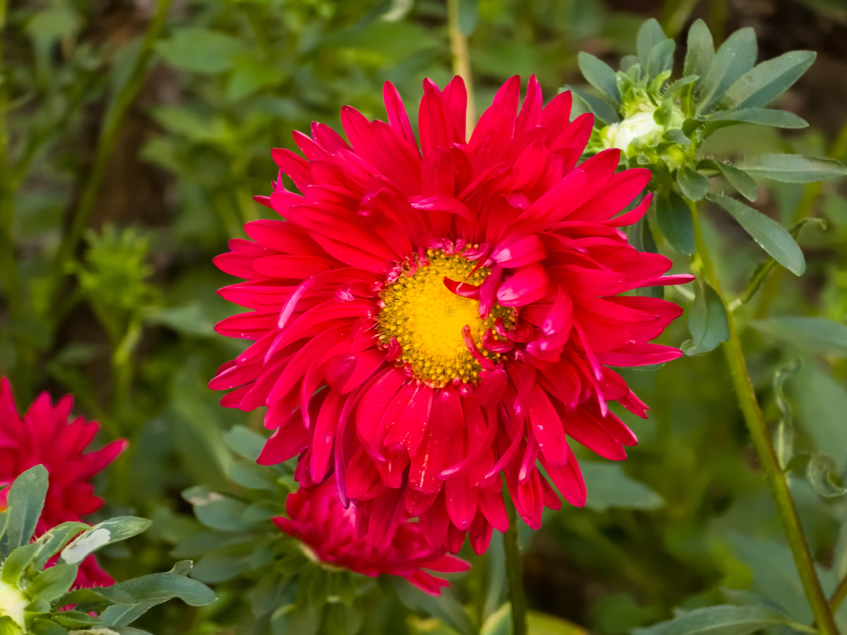 Powder Puff Aster Seeds – Mix Callistephus Chinensis Flower – photo 10