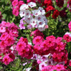 Mixed Colors Drummond Phlox Mix Seeds – Pink, Red, & White Phlox Drummondii Flower – photo 6