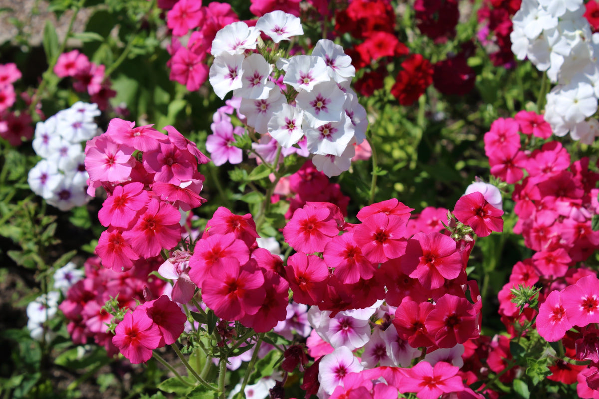 Mixed Colors Drummond Phlox Mix Seeds – Pink, Red, & White Phlox Drummondii Flower – photo 6