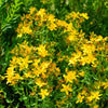 Great Saint Johns Wort Seeds – St John's Hypericum Pyramidatum Yellow Flower Herb' – photo 8
