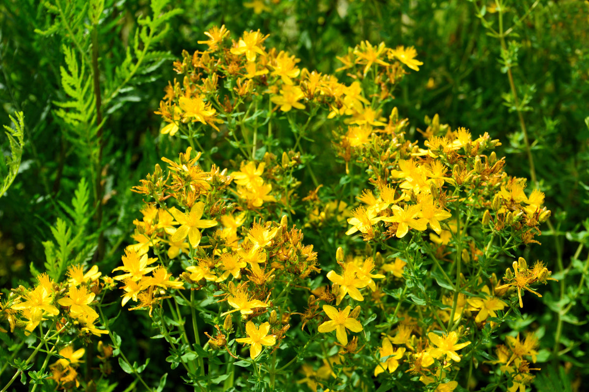 Great Saint Johns Wort Seeds – St John's Hypericum Pyramidatum Yellow Flower Herb' – photo 8
