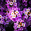 Easter Bonnet Alyssum Seeds – Lobularia Maritima Bright Purple Flower – photo 3