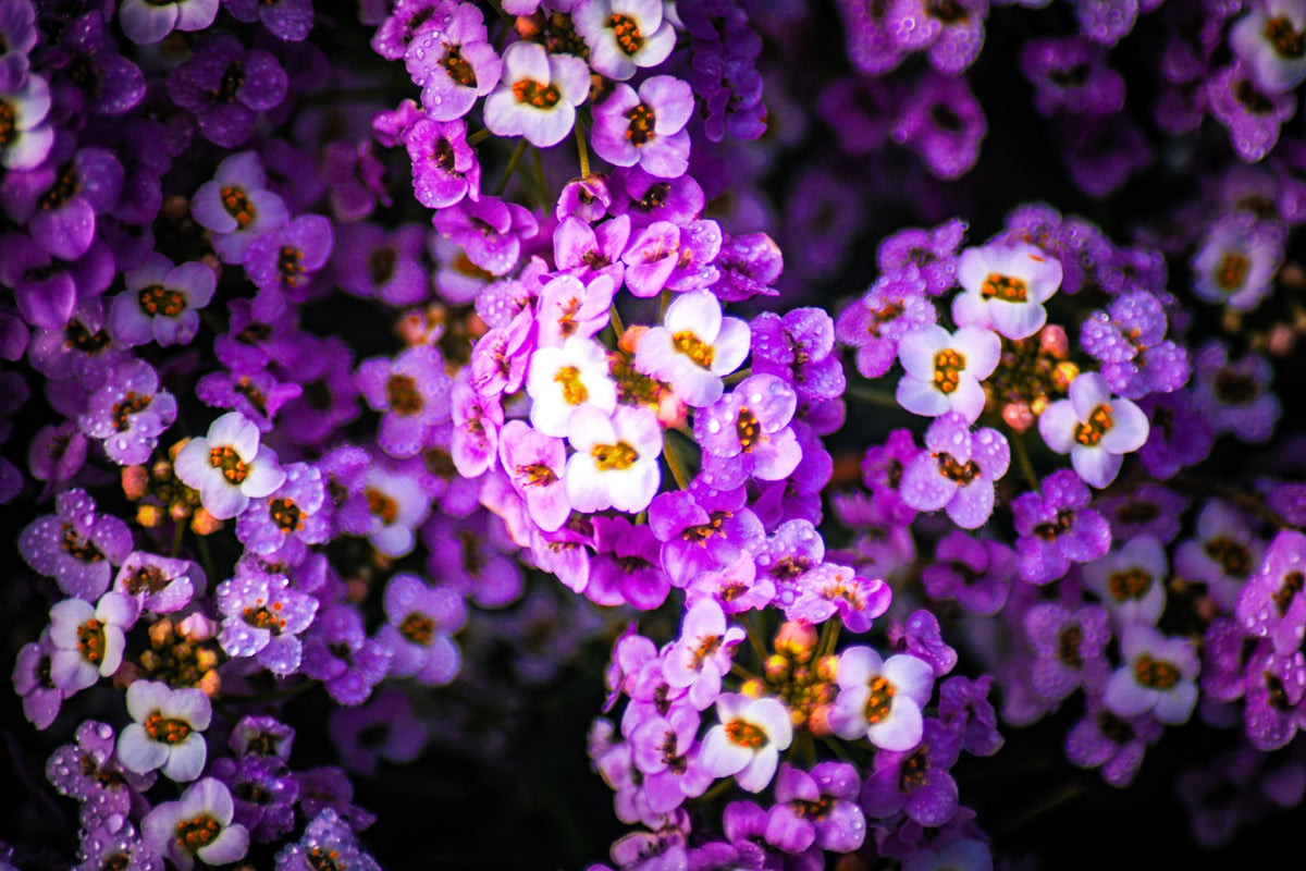 Easter Bonnet Alyssum Seeds – Lobularia Maritima Bright Purple Flower – photo 3