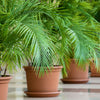 10 CANARY ISLAND Date PALM Phoenix Canariensis Tree Seeds