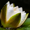 White Water Lily Seeds – / Lily Pad / Sacred Asian Water Lotus Nymphaea Ampla Flower – photo 6