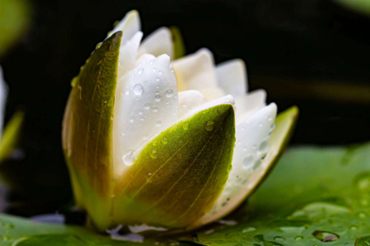 White Water Lily Seeds – / Lily Pad / Sacred Asian Water Lotus Nymphaea Ampla Flower – photo 6