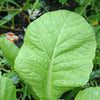 Florida Broadleaf Mustard Seeds – Brassica Juncea Herb Vegetable – photo 2