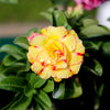 Mixed Desert Rose / Adenium Obesum African Houseplant Flower Seeds – photo 12